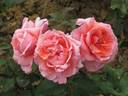 Davidoff ® rose photo