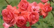 Riberus rose photo