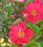 Pink Flash rose photo