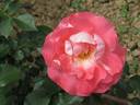 Céline Delbard ® rose photo