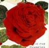 Cherry Ripe rose photo