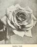 Josephine Vestal rose photo