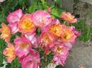 Suzon rose photo