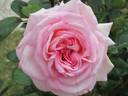 Eve Ruggieri rose photo