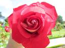 Bicolette rose photo