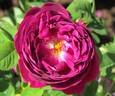 Roi des Pourpres rose photo