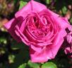 Duc de Crillon rose photo