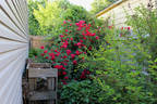 Ramblin' Red rose photo