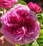 Don de l'Amitie rose photo
