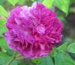 Duc d'Angoulême rose photo