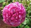 Bouquet de Vénus rose photo