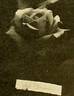 Ethel Brownlow rose photo