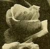 Marie van Houtte rose photo