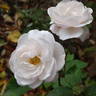 Mademoiselle Blanche Lafitte rose photo