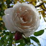 Coquette des Blanches rose photo
