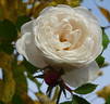 Coquette des Blanches rose photo
