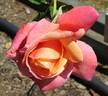 Docteur Debat rose photo