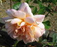 Docteur Debat rose photo