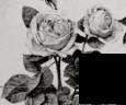 Annie Cook rose photo