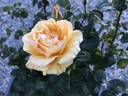 Butter Melon rose photo