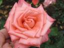 Peach Sunsation rose photo