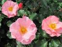 Gnome World rose photo