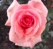 Myra Stegman rose photo