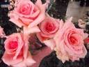 Myra Stegman rose photo