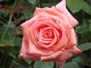 Pat's Choice rose photo