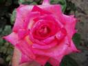 Colorama rose photo