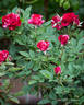 Gigi™ rose photo