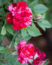Gigi™ rose photo