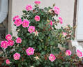 Whimsy rose photo
