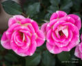 Whimsy rose photo