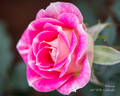 Whimsy rose photo