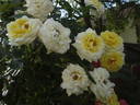 Summertime rose photo