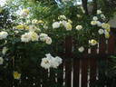 Summertime rose photo