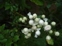 Čipka rose photo