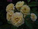 La Feuillerie rose photo