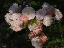 Souvenir de Greuville rose photo