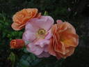 Together Forever rose photo