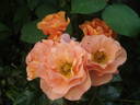 Together Forever rose photo