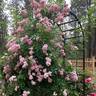 Bonny ® rose photo