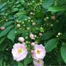 Bonny ® rose photo