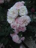 Cecilia Metella rose photo