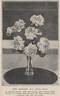 Amy Johnson rose photo