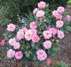 Shot Silk rose photo