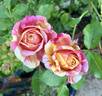 CPSC rose photo