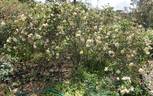 Souvenir de Pierre Notting rose photo