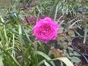 Queen of Hearts rose photo
